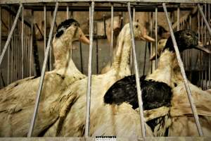 Foie Gras Farm, Belgium 2019. - The Farm breeds ducks, kills the unwanted newly hatched females and locks the males in tiny metal crates where they are being force fed daily with tubes forced down their throats. After 6 weeks, they are hanged upside down and killed.
Photos were taken November 9 2019, while non-violent and peaceful animal rights activists from 'Animal Resistance' occupied this farm to expose the horrors happening inside.