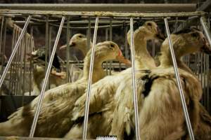 Foie Gras Farm, Belgium 2019. - The Farm breeds ducks, kills the unwanted newly hatched females and locks the males in tiny metal crates where they are being force fed daily with tubes forced down their throats. After 6 weeks, they are hanged upside down and killed.
Photos were taken November 9 2019, while non-violent and peaceful animal rights activists from 'Animal Resistance' occupied this farm to expose the horrors happening inside.