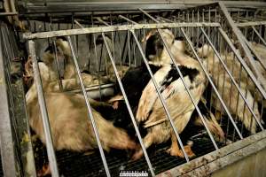 Foie Gras Farm, Belgium 2019. - The Farm breeds ducks, kills the unwanted newly hatched females and locks the males in tiny metal crates where they are being force fed daily with tubes forced down their throats. After 6 weeks, they are hanged upside down and killed.
Photos were taken November 9 2019, while non-violent and peaceful animal rights activists from 'Animal Resistance' occupied this farm to expose the horrors happening inside.