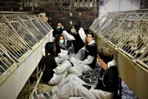 Foie Gras Farm, Belgium 2019. - The Farm breeds ducks, kills the unwanted newly hatched females and locks the males in tiny metal crates where they are being force fed daily with tubes forced down their throats. After 6 weeks, they are hanged upside down and killed. 

Photos were taken November 9 2019, while non-violent and peaceful animal rights activists from 'Animal Resistance' occupied this farm to expose the horrors happening inside.