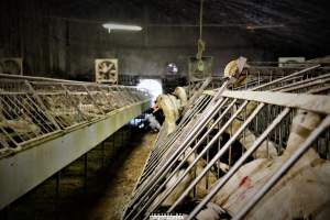 Foie Gras Farm, Belgium 2019. - The Farm breeds ducks, kills the unwanted newly hatched females and locks the males in tiny metal crates where they are being force fed daily with tubes forced down their throats. After 6 weeks, they are hanged upside down and killed.
Photos were taken November 9 2019, while non-violent and peaceful animal rights activists from 'Animal Resistance' occupied this farm to expose the horrors happening inside.