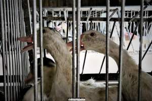 Foie Gras Farm, Belgium 2019. - The Farm breeds ducks, kills the unwanted newly hatched females and locks the males in tiny metal crates where they are being force fed daily with tubes forced down their throats. After 6 weeks, they are hanged upside down and killed. 

Photos were taken November 9 2019, while non-violent and peaceful animal rights activists from 'Animal Resistance' occupied this farm to expose the horrors happening inside.