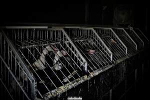 Foie Gras Farm, Belgium 2019. - The Farm breeds ducks, kills the unwanted newly hatched females and locks the males in tiny metal crates where they are being force fed daily with tubes forced down their throats. After 6 weeks, they are hanged upside down and killed. 

Photos were taken November 9 2019, while non-violent and peaceful animal rights activists from 'Animal Resistance' occupied this farm to expose the horrors happening inside.