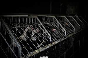 Foie Gras Farm, Belgium 2019. - The Farm breeds ducks, kills the unwanted newly hatched females and locks the males in tiny metal crates where they are being force fed daily with tubes forced down their throats. After 6 weeks, they are hanged upside down and killed. 

Photos were taken November 9 2019, while non-violent and peaceful animal rights activists from 'Animal Resistance' occupied this farm to expose the horrors happening inside.