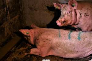 Dark Pig Farm, Ireland 2019. - These photos were taken June 29 2019, when 40 non-violent and peaceful animal rights activists from 'Meat The Victims' occupied this pig farm to expose the horrors inside.