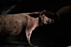 Dark Pig Farm, Ireland 2019. - These photos were taken June 29 2019, when 40 non-violent and peaceful animal rights activists from 'Meat The Victims' occupied this pig farm to expose the horrors inside.