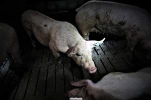 Dark Pig Farm, Ireland 2019. - These photos were taken June 29 2019, when 40 non-violent and peaceful animal rights activists from 'Meat The Victims' occupied this pig farm to expose the horrors inside.