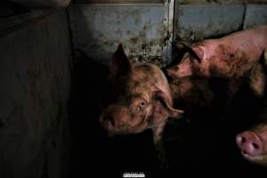 Dark Pig Farm, Ireland 2019. - These photos were taken June 29 2019, when 40 non-violent and peaceful animal rights activists from 'Meat The Victims' occupied this pig farm to expose the horrors inside.