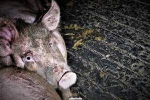 Dark Pig Farm, Ireland 2019. - These photos were taken June 29 2019, when 40 non-violent and peaceful animal rights activists from 'Meat The Victims' occupied this pig farm to expose the horrors inside.