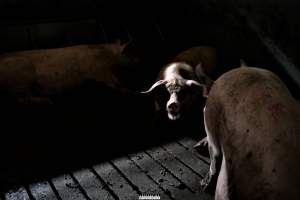 Dark Pig Farm, Ireland 2019. - These photos were taken June 29 2019, when 40 non-violent and peaceful animal rights activists from 'Meat The Victims' occupied this pig farm to expose the horrors inside.