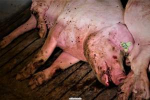 Dark Pig Farm, Ireland 2019. - These photos were taken June 29 2019, when 40 non-violent and peaceful animal rights activists from 'Meat The Victims' occupied this pig farm to expose the horrors inside.