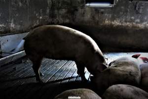 Dark Pig Farm, Ireland 2019. - These photos were taken June 29 2019, when 40 non-violent and peaceful animal rights activists from 'Meat The Victims' occupied this pig farm to expose the horrors inside.