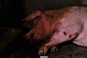 Dark Pig Farm, Ireland 2019. - These photos were taken June 29 2019, when 40 non-violent and peaceful animal rights activists from 'Meat The Victims' occupied this pig farm to expose the horrors inside.