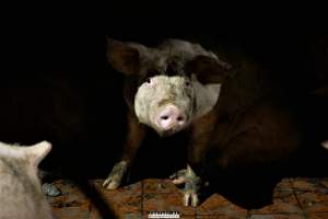 Moss Rose Piggeries Ltd., Blackpool, UK 2019. - Moss Rose Piggeries Ltd.
'Red Tractor' high animal welfare approved pig farm and direct supplier to the supermarket 'Morison´s'.
Photos were taken July 8 2019, while +100 peaceful and non-violent animal rights activists occupied the farm to expose the horrors inside. - Captured at Moss Rose Piggeries Ltd, England United Kingdom.