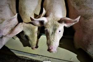 Moss Rose Piggeries Ltd., Blackpool, UK 2019. - Moss Rose Piggeries Ltd.
'Red Tractor' high animal welfare approved pig farm and direct supplier to the supermarket 'Morison´s'.
Photos were taken July 8 2019, while +100 peaceful and non-violent animal rights activists occupied the farm to expose the horrors inside. - Captured at Moss Rose Piggeries Ltd, England United Kingdom.