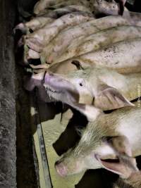 Moss Rose Piggeries Ltd., Blackpool, UK 2019. - Moss Rose Piggeries Ltd.
'Red Tractor' high animal welfare approved pig farm and direct supplier to the supermarket 'Morison´s'.
Photos were taken July 8 2019, while +100 peaceful and non-violent animal rights activists occupied the farm to expose the horrors inside. - Captured at Moss Rose Piggeries Ltd, England United Kingdom.