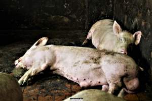 Moss Rose Piggeries Ltd., Blackpool, UK 2019. - Moss Rose Piggeries Ltd.
'Red Tractor' high animal welfare approved pig farm and direct supplier to the supermarket 'Morison´s'.
Photos were taken July 8 2019, while +100 peaceful and non-violent animal rights activists occupied the farm to expose the horrors inside. - Captured at Moss Rose Piggeries Ltd, England United Kingdom.