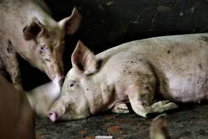 Moss Rose Piggeries Ltd., Blackpool, UK 2019. - Moss Rose Piggeries Ltd. 
'Red Tractor' high animal welfare approved pig farm and direct supplier to the supermarket 'Morison´s'.

Photos were taken July 8 2019, while +100 peaceful and non-violent animal rights activists occupied the farm to expose the horrors inside. - Captured at Moss Rose Piggeries Ltd,  England United Kingdom.