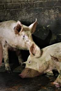 Moss Rose Piggeries Ltd., Blackpool, UK 2019. - Moss Rose Piggeries Ltd.
'Red Tractor' high animal welfare approved pig farm and direct supplier to the supermarket 'Morison´s'.
Photos were taken July 8 2019, while +100 peaceful and non-violent animal rights activists occupied the farm to expose the horrors inside. - Captured at Moss Rose Piggeries Ltd, England United Kingdom.