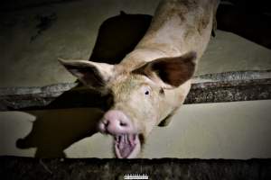 Moss Rose Piggeries Ltd., Blackpool, UK 2019. - Moss Rose Piggeries Ltd.
'Red Tractor' high animal welfare approved pig farm and direct supplier to the supermarket 'Morison´s'.
Photos were taken July 8 2019, while +100 peaceful and non-violent animal rights activists occupied the farm to expose the horrors inside. - Captured at Moss Rose Piggeries Ltd, England United Kingdom.