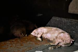 Moss Rose Piggeries Ltd., Blackpool, UK 2019. - Moss Rose Piggeries Ltd.
'Red Tractor' high animal welfare approved pig farm and direct supplier to the supermarket 'Morison´s'.
Photos were taken July 8 2019, while +100 peaceful and non-violent animal rights activists occupied the farm to expose the horrors inside. - Captured at Moss Rose Piggeries Ltd, England United Kingdom.