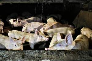 Moss Rose Piggeries Ltd., Blackpool, UK 2019. - Moss Rose Piggeries Ltd.
'Red Tractor' high animal welfare approved pig farm and direct supplier to the supermarket 'Morison´s'.
Photos were taken July 8 2019, while +100 peaceful and non-violent animal rights activists occupied the farm to expose the horrors inside. - Captured at Moss Rose Piggeries Ltd, England United Kingdom.