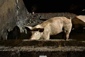 Moss Rose Piggeries Ltd., Blackpool, UK 2019. - Moss Rose Piggeries Ltd.
'Red Tractor' high animal welfare approved pig farm and direct supplier to the supermarket 'Morison´s'.
Photos were taken July 8 2019, while +100 peaceful and non-violent animal rights activists occupied the farm to expose the horrors inside. - Captured at Moss Rose Piggeries Ltd, England United Kingdom.