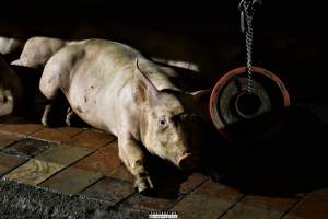 Moss Rose Piggeries Ltd., Blackpool, UK 2019. - Moss Rose Piggeries Ltd.
'Red Tractor' high animal welfare approved pig farm and direct supplier to the supermarket 'Morison´s'.
Photos were taken July 8 2019, while +100 peaceful and non-violent animal rights activists occupied the farm to expose the horrors inside. - Captured at Moss Rose Piggeries Ltd, England United Kingdom.