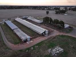 Drone flyover of piggery - Captured at Gowanbrae Piggery, Pine Lodge VIC Australia.