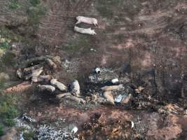 Pile of dead pigs outside piggery - Aerial view from drone - Captured at Gowanbrae Piggery, Pine Lodge VIC Australia.