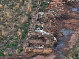 Pile of dead pigs outside piggery - Aerial view from drone - Captured at Gowanbrae Piggery, Pine Lodge VIC Australia.