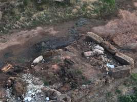 Pile of dead pigs outside piggery - Aerial view from drone - Captured at Gowanbrae Piggery, Pine Lodge VIC Australia.