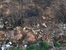 Pile of dead pigs outside piggery - Aerial view from drone - Captured at Gowanbrae Piggery, Pine Lodge VIC Australia.