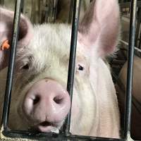 Porgreg. Quebec, Canada - Horrendous conditions inside a farm. This action is known as #PigTrial4