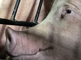 Porgreg. Quebec, Canada - Horrendous conditions inside a farm. This action is known as #PigTrial4