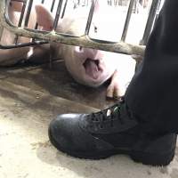 Porgreg. Quebec, Canada - Horrendous conditions inside a farm. This action is known as #PigTrial4