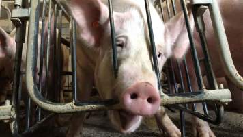 Porgreg. Quebec, Canada - Horrendous conditions inside a farm. This action is known as #PigTrial4