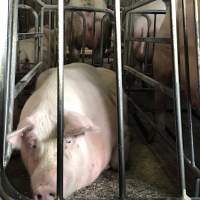 Porgreg. Quebec, Canada - Horrendous conditions inside a farm. This action is known as #PigTrial4