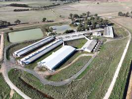 Drone flyover of piggery - Captured at Midland Bacon, Carag Carag VIC Australia.