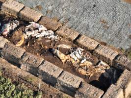 Pile of dead pigs outside piggery - Aerial view from drone - Captured at Midland Bacon, Carag Carag VIC Australia.