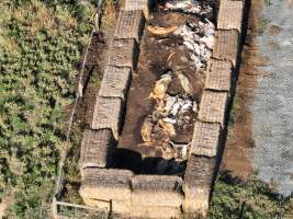 Pile of dead pigs outside piggery - Aerial view from drone - Captured at Midland Bacon, Carag Carag VIC Australia.