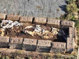 Pile of dead pigs outside piggery - Aerial view from drone - Captured at Midland Bacon, Carag Carag VIC Australia.