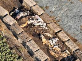 Pile of dead pigs outside piggery - Aerial view from drone - Captured at Midland Bacon, Carag Carag VIC Australia.