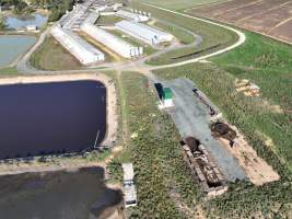 Pile of dead pigs outside piggery - Aerial view from drone, piggery sheds in the background - Captured at Midland Bacon, Carag Carag VIC Australia.