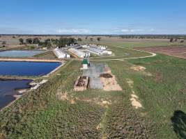 Pile of dead pigs outside piggery - Aerial view from drone, piggery sheds in the background - Captured at Midland Bacon, Carag Carag VIC Australia.