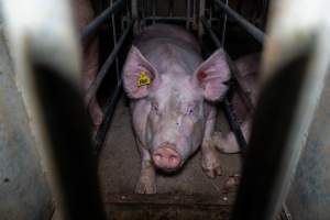 Sow in cage - Captured at Gowanbrae Piggery, Pine Lodge VIC Australia.