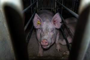 Sow in cage - Captured at Gowanbrae Piggery, Pine Lodge VIC Australia.