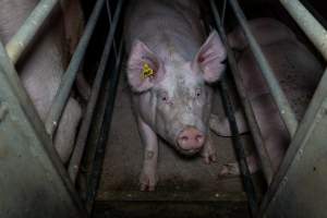 Sow in cage - Captured at Gowanbrae Piggery, Pine Lodge VIC Australia.