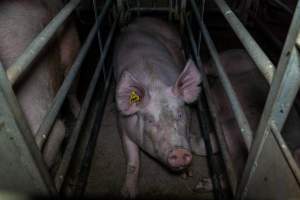 Sow in cage - Captured at Gowanbrae Piggery, Pine Lodge VIC Australia.