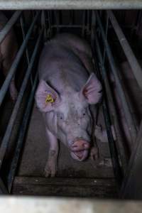 Sow in cage - Captured at Gowanbrae Piggery, Pine Lodge VIC Australia.